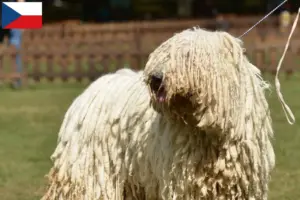 Read more about the article Hodowcy i szczenięta Komondor w Czechy
