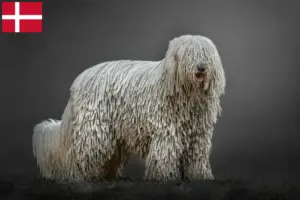 Read more about the article Hodowcy i szczenięta Komondor w Dania