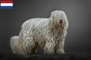 Read more about the article Hodowcy i szczenięta Komondor w Holandia