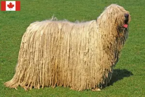 Read more about the article Hodowcy i szczenięta Komondor w Kanada