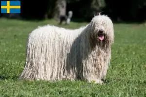 Read more about the article Hodowcy i szczenięta Komondor w Szwecja