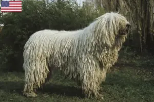 Read more about the article Hodowcy i szczenięta Komondor w USA