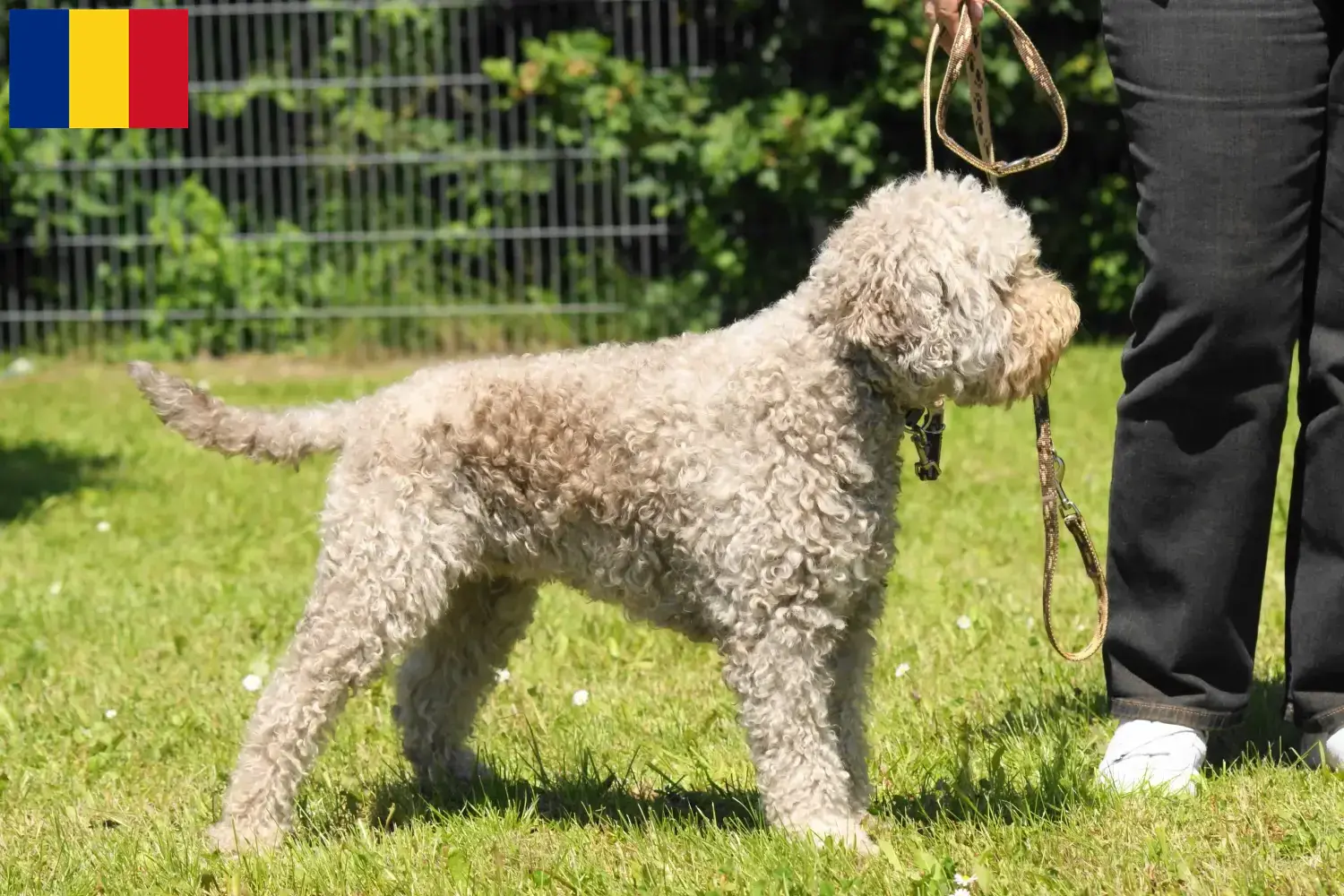 Read more about the article Lagotto romagnolo hodowcy i szczenięta w Rumunia