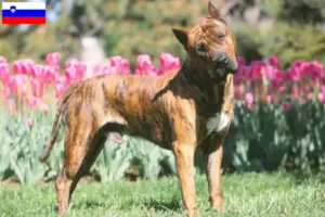 Read more about the article Hodowcy i szczenięta Presa canario w Słowenia