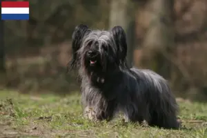 Read more about the article Hodowcy i szczenięta Skye terrier w Holandia