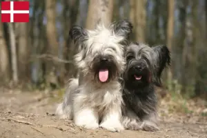 Read more about the article Hodowcy i szczenięta skye terrier w Dania
