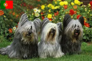 Read more about the article Hodowcy i szczenięta skye terrier w Portugalia