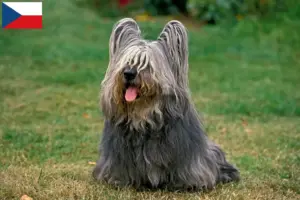 Read more about the article Hodowcy i szczenięta Skye terrier w Czechy