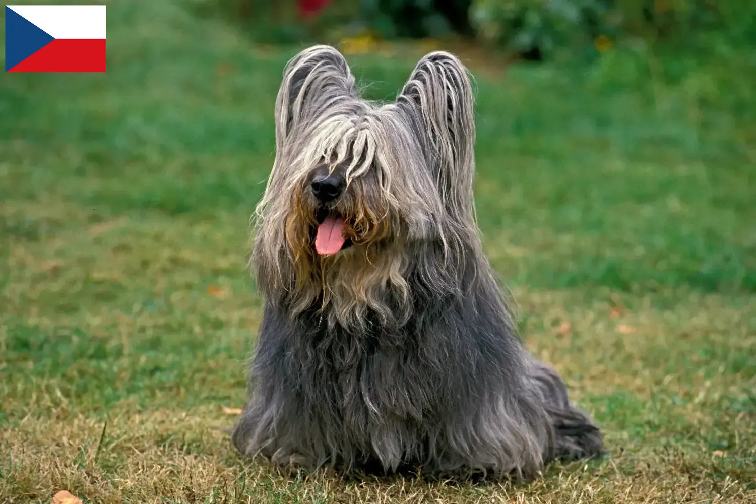 Read more about the article Hodowcy i szczenięta Skye terrier w Czechy