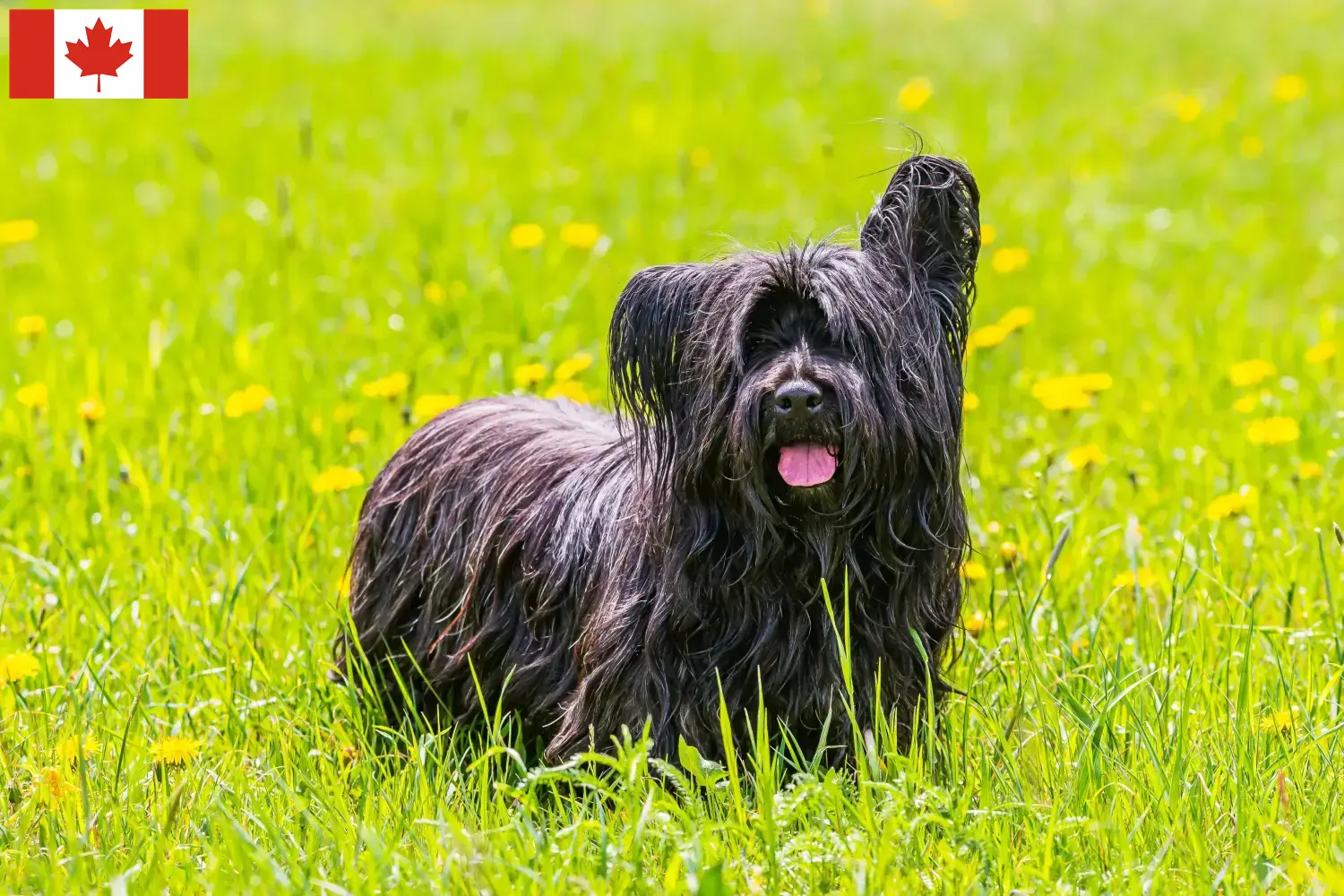 Read more about the article Skye terrier hodowcy i szczenięta w Kanada