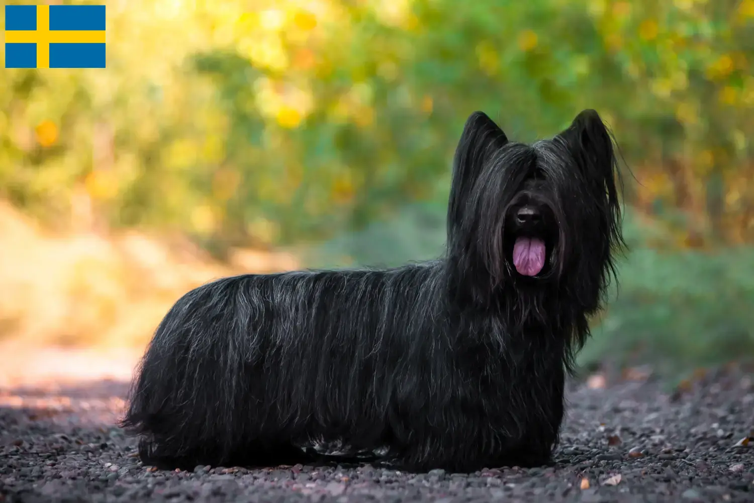 Read more about the article Hodowcy i szczenięta skye terrier w Szwecja