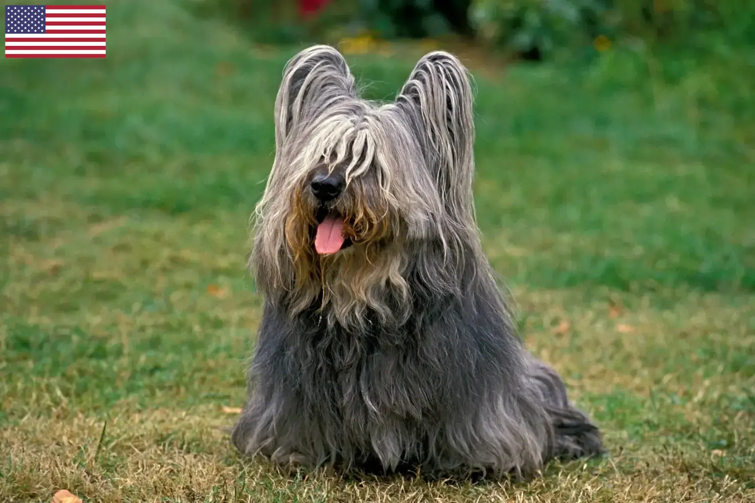 Read more about the article Hodowcy i szczenięta Skye terrier w USA