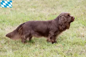 Read more about the article Hodowcy i szczenięta Sussex-Spaniel w Bawaria