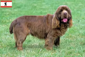 Read more about the article Sussex-Spaniel hodowca i szczenięta w Berlin