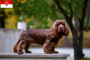 Read more about the article Sussex-Spaniel hodowcy i szczenięta w Brandenburgia