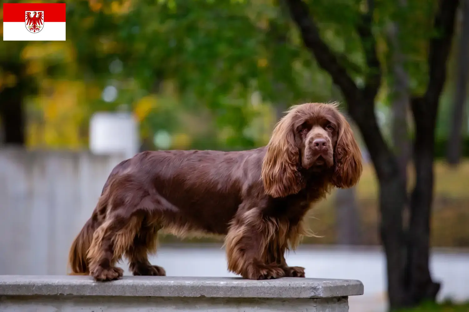 Sussex-Spaniel szczenięta i hodowcy Brandenburgia Tutaj znajdziesz hodowców rasy Sussex-spanieli w Brandenburgia.