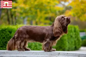Read more about the article Sussex-Spaniel hodowca i szczenięta w Brema