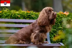 Read more about the article Sussex-Spaniel hodowcy i szczenięta w Hesja