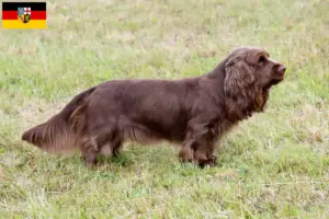 Read more about the article Sussex-Spaniel hodowcy i szczenięta w Kraj Saary