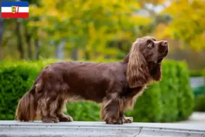 Read more about the article Sussex-Spaniel hodowcy i szczenięta w Szlezwik-Holsztyn