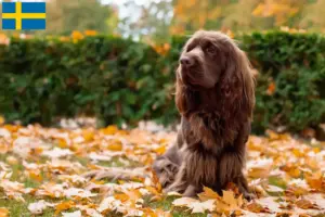 Read more about the article Hodowcy i szczenięta Sussex spaniel w Szwecja