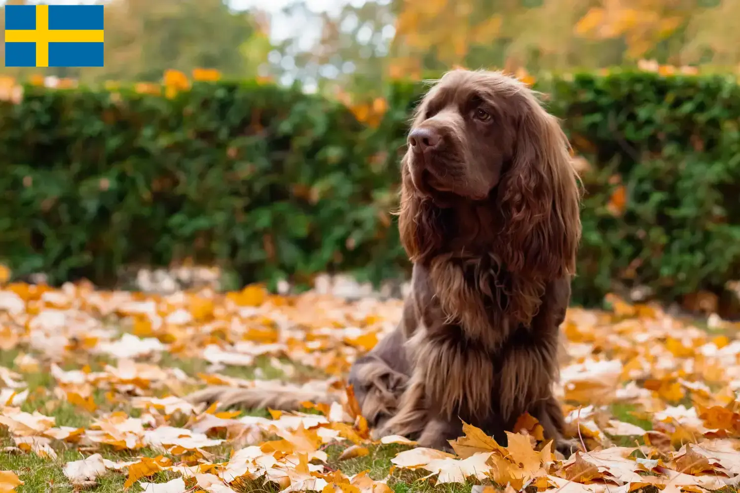 Sussex spaniel szczenięta i hodowcy Szwecja Znajdź hodowców Sussex-Spaniele w Szwecja tutaj.