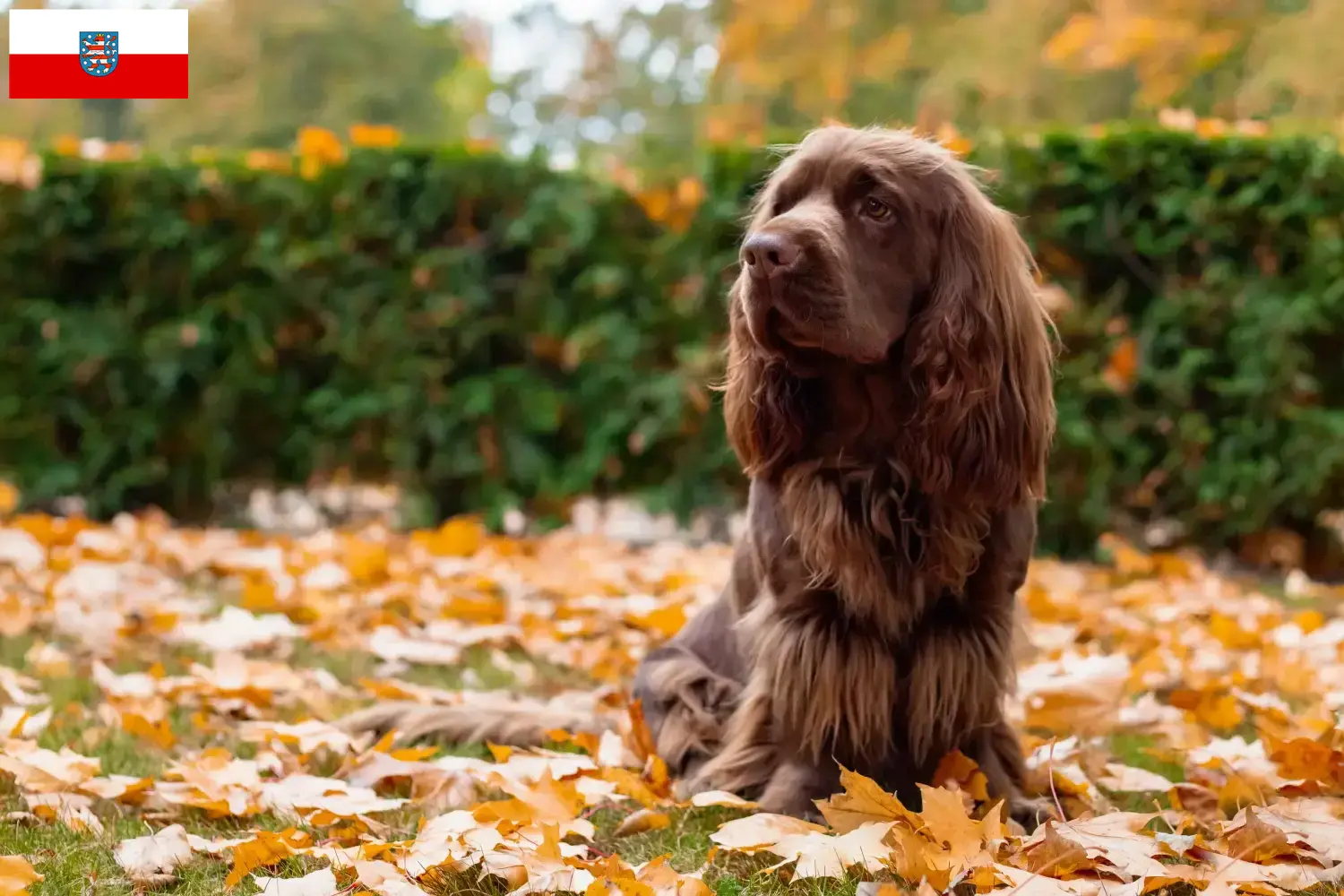 Sussex-Spaniel szczenięta i hodowcy Turyngia Tutaj znajdziesz hodowców rasy Sussex-Spaniels w Turyngia.
