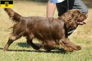 Read more about the article Sussex-Spaniel hodowcy i szczenięta w Badenia-Wirtembergia