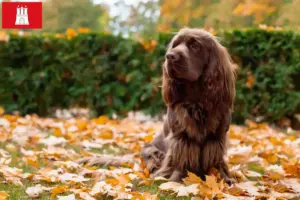 Read more about the article Sussex-Spaniel hodowca i szczenięta w Hamburg