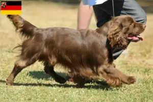 Read more about the article Sussex-Spaniel hodowcy i szczenięta w Nadrenia-Palatynat