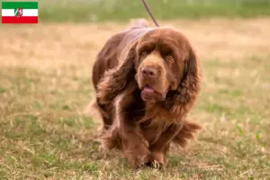 Read more about the article Sussex-Spaniel hodowcy i szczenięta w Nadrenia Północna-Westfalia