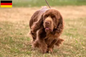 Read more about the article Hodowcy i szczenięta Sussex-Spaniel w Niemcy