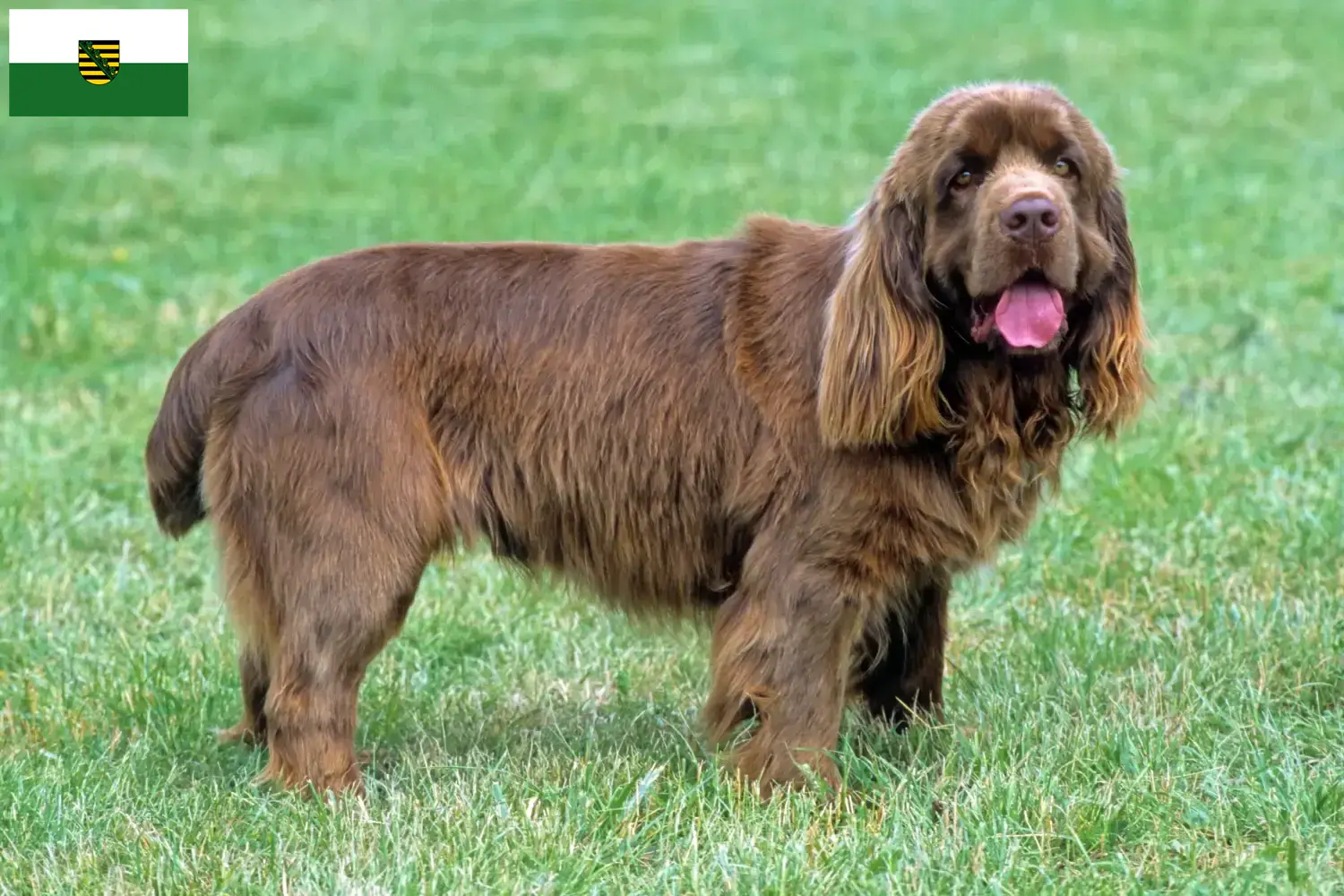Sussex-Spaniel szczenięta i hodowcy Saksonia Tutaj znajdziesz hodowców rasy Sussex-spanieli w Saksonia.