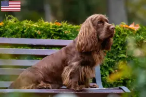 Read more about the article Hodowcy i szczenięta Sussex spaniel w USA