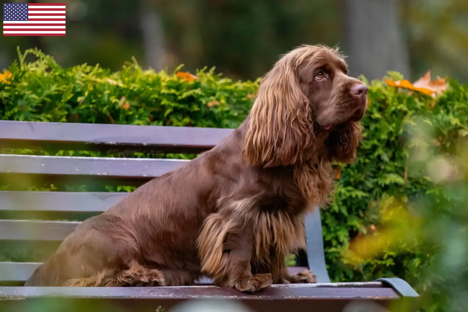 Sussex spaniel szczenięta i hodowcy USA Znajdź hodowców Sussex-Spaniels w USA tutaj.