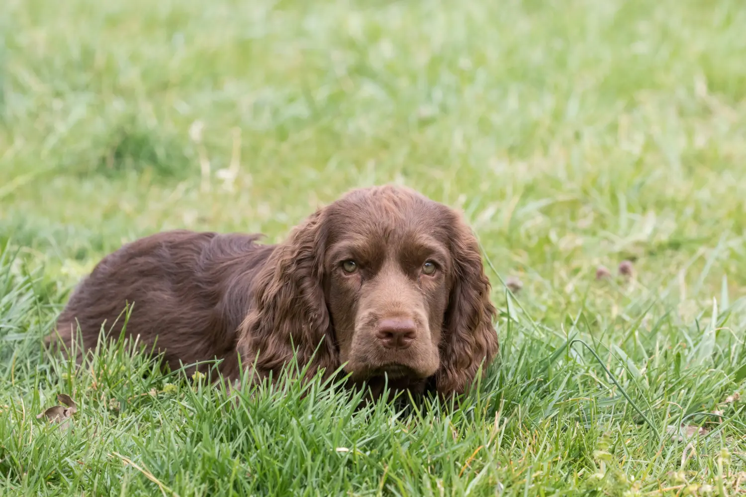 Zakup szczeniaka rasy Sussex spaniel oznacza wzięcie na siebie odpowiedzialności! Kup szczenięta rasy Sussex spaniel.