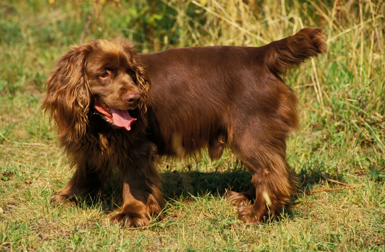 Zakup szczeniaka rasy Sussex spaniel oznacza wzięcie na siebie odpowiedzialności! Kup szczenięta rasy Sussex spaniel.