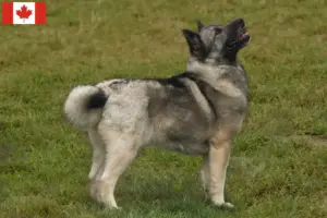 Read more about the article Hodowca buhundów norweskich i szczeniąt w Kanada