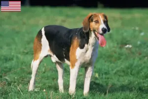 Read more about the article Hodowcy i szczenięta foxhound angielski w USA