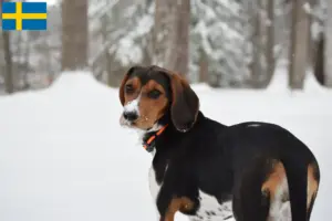 Read more about the article Hodowcy i szczenięta Treeing Walker Coonhound w Szwecja
