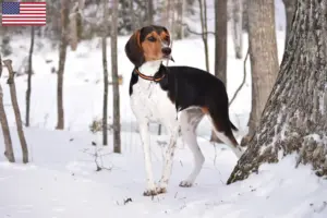 Read more about the article Hodowcy i szczenięta Treeing Walker Coonhound w USA