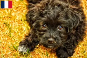 Read more about the article Yorkipoo hodowcy i szczenięta w Francja
