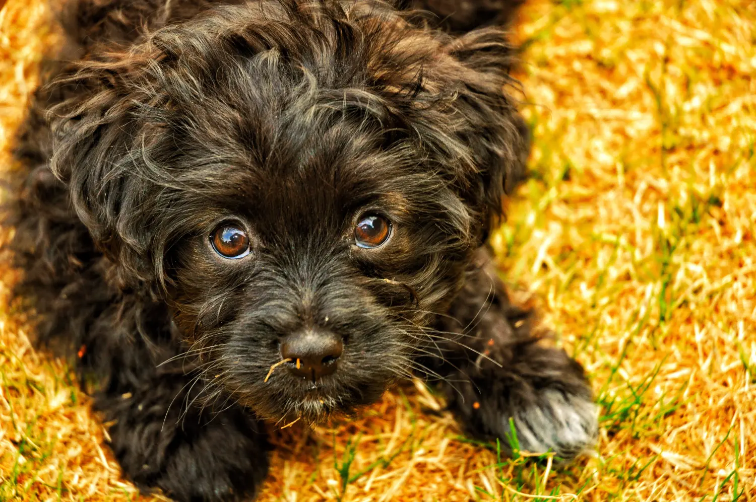 Kupno szczeniaka Yorkipoo oznacza wzięcie na siebie odpowiedzialności! Kup szczenięta Yorkipoo.
