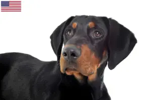 Read more about the article Erdélyi Kopó hodowcy i szczenięta w USA