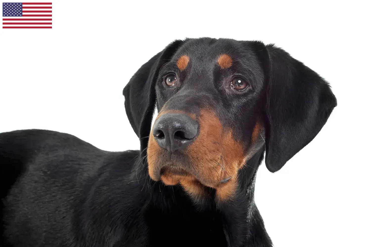 Read more about the article Erdélyi Kopó hodowcy i szczenięta w USA