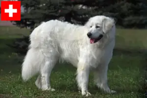 Read more about the article Słoweński Cuvac hodowcy i szczenięta w Szwajcaria