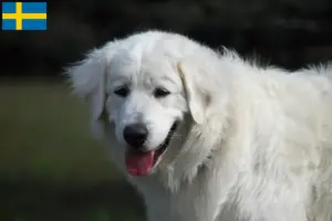 Read more about the article Hodowcy i szczenięta Slovensky Cuvac w Szwecja