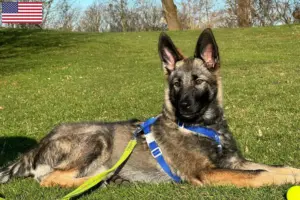 Read more about the article Sylvan hodowcy psów do towarzystwa i szczenięta w USA