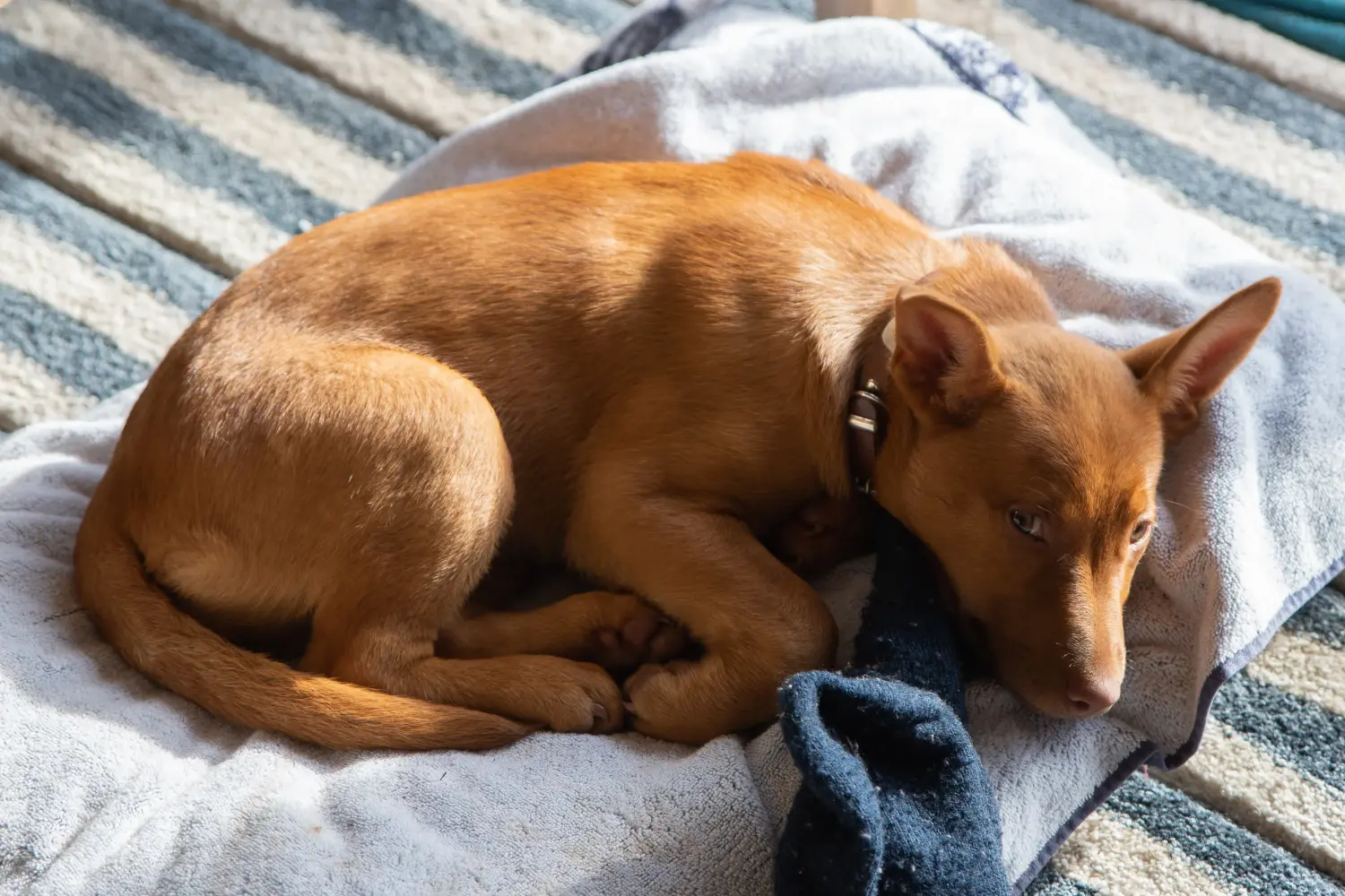 Kupno szczeniaka Australian Kelpie oznacza wzięcie na siebie odpowiedzialności! Kup szczenięta Australian Kelpie.
