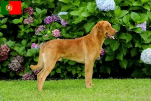 Read more about the article Hodowcy i szczenięta Chesapeake Bay Retriever w Portugalia